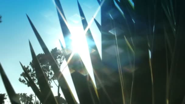 Zonlicht en Lens Flare via Aloë Plant — Stockvideo