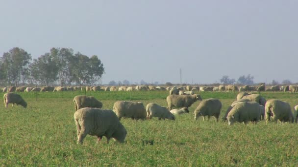 Amplio ángulo Vista de la oveja pastoreo — Vídeo de stock