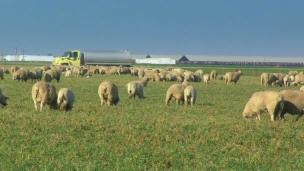 Выпас овец в поле — стоковое видео
