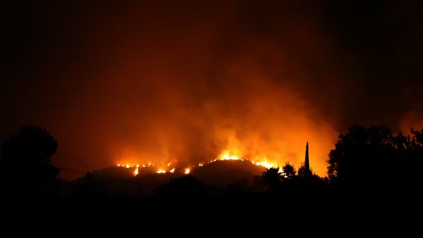 Bosque llamas en la noche — Vídeos de Stock