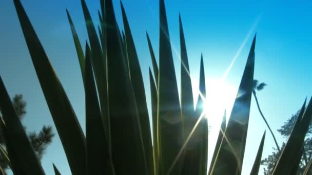 Luce solare e brillamento delle lenti attraverso la pianta di aloe — Video Stock