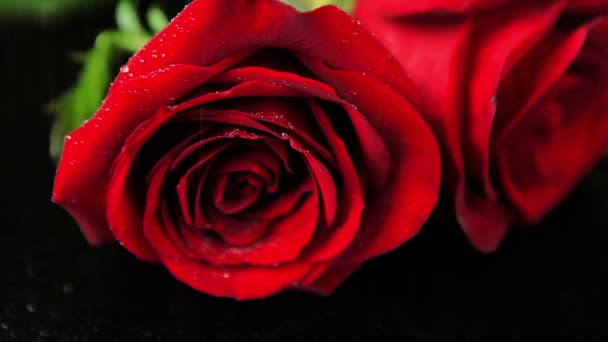 Feuchte rote Rosen — Stockvideo