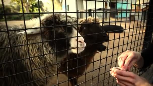 Comer ovejas en el zoológico — Vídeo de stock