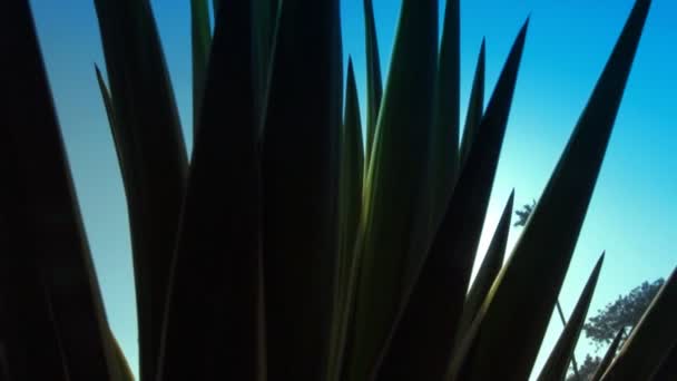 La luce del sole brilla attraverso l'aloe — Video Stock