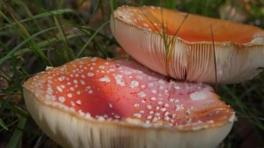 Sonbahar ormanında iki Fly Agaric veya Amanita muscaria. Zehirli mantarlar..