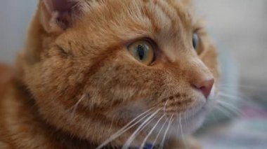 Kızıl kedi dinleniyor ve kameraya bakıyor. Kedi içeride oynuyor..