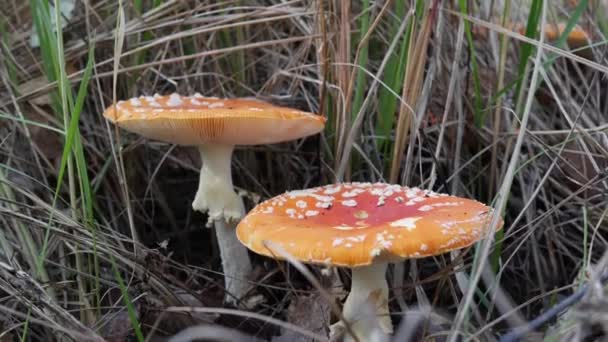 Dos Fly Agaric o Amanita muscaria en el bosque de otoño. Setas venenosas. — Vídeos de Stock