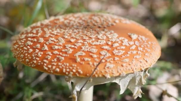 가을 숲 속의 플라잉 아카 릭 (Fly Agaric) 또는 아미타 사카리아 (Amanita muscaria). 독성 버섯. — 비디오