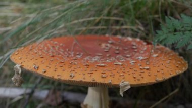 Fly Agaric veya Amanita muscaria sonbahar ormanında. Zehirli mantarlar..