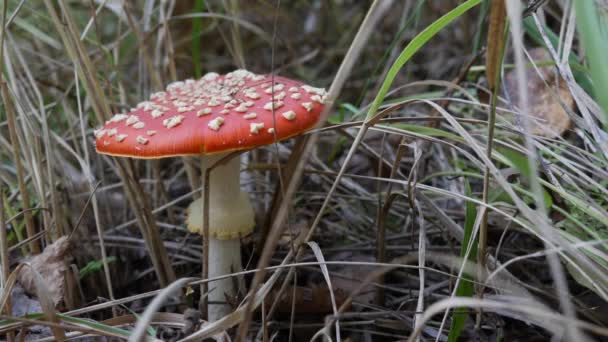 La mosca Agaric o Amanita muscaria en el bosque de otoño. Setas venenosas. — Vídeo de stock