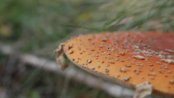 Fly Agaric eller Amanita muscaria i höstskogen. Giftiga svampar. — Stockvideo