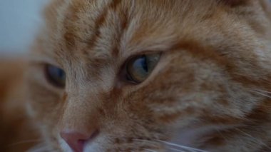 Kızıl kedi dinleniyor ve kameraya bakıyor. Kedi içeride oynuyor..