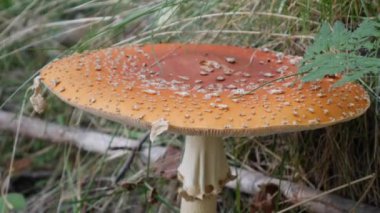 Fly Agaric veya Amanita muscaria sonbahar ormanında. Zehirli mantarlar..