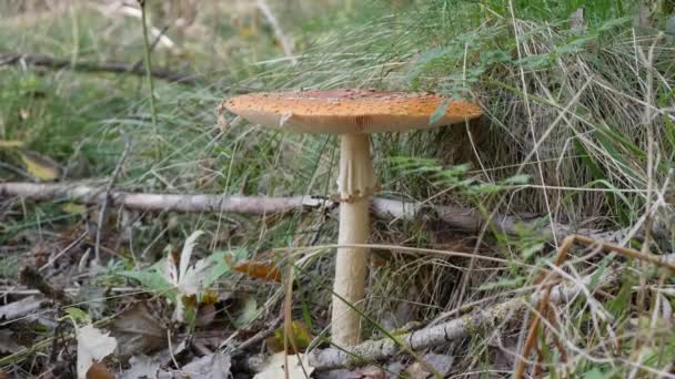 The Fly Agaric or Amanita muscaria in the autumn forest. Poisonous mushrooms. — Stock Video
