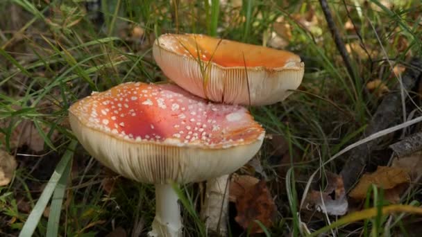 Dva Fly Agaric nebo Amanita muscaria v podzimním lese. Jedovaté houby. — Stock video