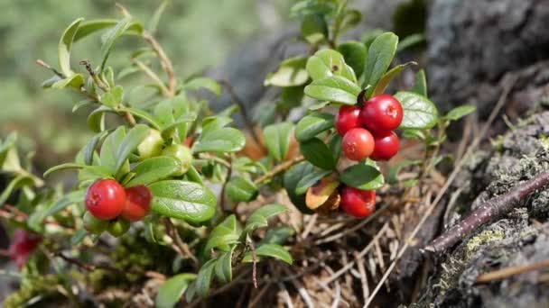 야생 유기농 lingonberry 또는 Vaccinium vitis-idaea 숲에서. 노란 베리나 카우 베리를 클로즈업하고, 수확 할 수있는 몇 개의 노란 베리가 준비되어 있다. 건강에 좋은 식품을 위한 가공 식품과 유기농 식품 — 비디오