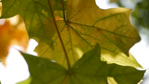 Ochtendzonnestralen maken hun weg door kleurrijke herfstbladeren. Een aftakking van esdoorn boom met gele bladeren. — Stockvideo