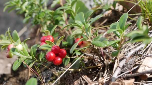 森林中的野生有机树莓或百日咳病毒。树莓或草莓植物的特写，有几个树莓准备收割。生的和有机的超级食品成分对健康的影响 — 图库视频影像