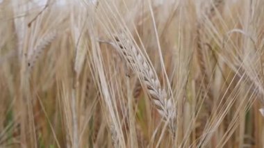 Yumuşak rüzgardan sarkan buğday kulakları. Buğday tarlası hasat için hazır. Yakın plan.