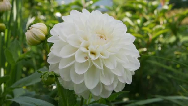 Frumoasă varietală White Dahlia aproape pe pat de flori. Dahlia floare leagăn în vânt . — Videoclip de stoc