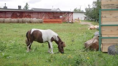 Pony çiftlikte yeşil çimlerde yürür ve ot yer. Midilli otluyor..