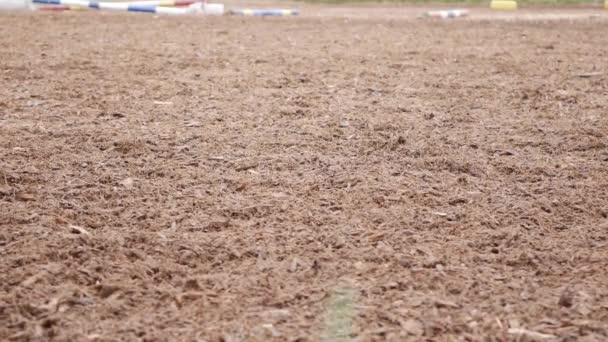 Vrouwelijke ruiter traint een paard op een racebaan. Zomer training van een paard. — Stockvideo