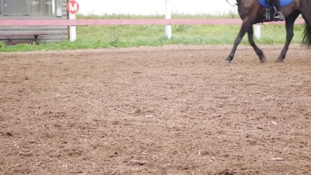 女性ライダーは競馬場で馬を訓練します。馬の夏の訓練. — ストック動画