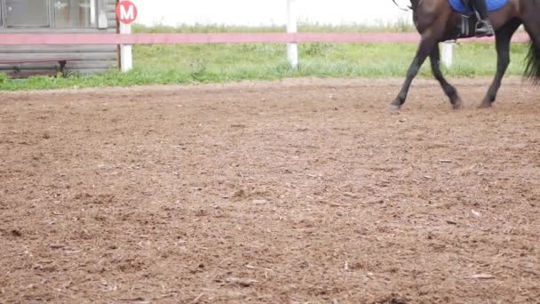 Una jinete entrena a un caballo en un hipódromo. Verano entrenar a un caballo. — Vídeos de Stock