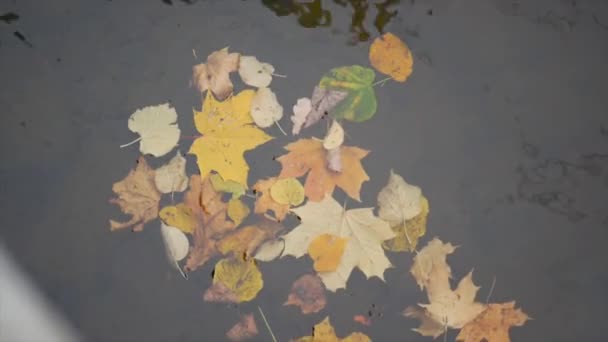 Javorové a dubové listy se vznášejí ve vodě, která odráží oblohu a stromy. Listy v blátivé vodě. Sucho žluté a oranžové listy. — Stock video