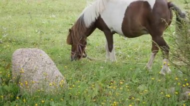Pony çiftlikte yeşil çimlerde yürür ve ot yer. Midilli otluyor..