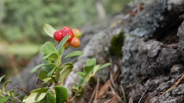 Arándano rojo o Vaccinium vitis-idaea en el bosque. Primer plano de la planta de arándanos o fresas, con varios arándanos listos para cosechar. Ingredientes superalimentarios crudos y orgánicos para una alimentación saludable — Vídeo de stock