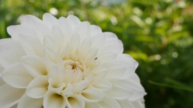 Çiçek tarhında White Dahlia 'nın güzel bir çeşidi. Dalya çiçeği rüzgarda sallanıyor.