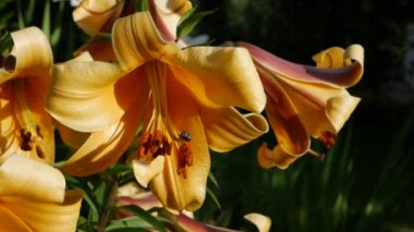 Çiçek tarhında çok güzel zambaklar var. Kaplan Zambağı ya da Lilium Lancifolium çiçekleri rüzgarda sallanıyor. Gündüz 