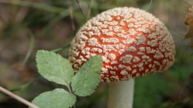 Fly Agaric veya Amanita muscaria sonbahar ormanında. Zehirli mantarlar..
