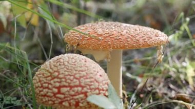 Sonbahar ormanında iki Fly Agaric veya Amanita muscaria. Zehirli mantarlar..