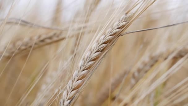 Yumuşak rüzgardan sarkan buğday kulakları. Buğday tarlası hasat için hazır. Yakın plan. — Stok video