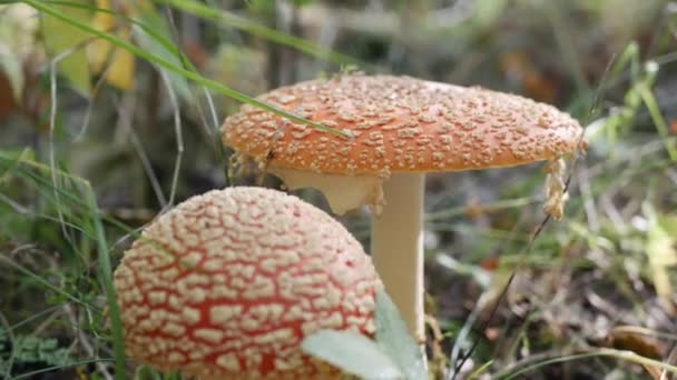 Två Fly Agaric eller Amanita muscaria i höstskogen. Giftiga svampar. — Stockvideo