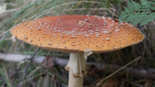 Fly Agaric nebo Amanita muscaria v podzimním lese. Jedovaté houby. — Stock video