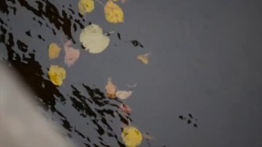 Akçaağaç ve meşe yaprakları gökyüzünü ve ağaçları yansıtan suda yüzerler. Çamurlu suda yapraklar. Kuru sarı ve turuncu yapraklar.