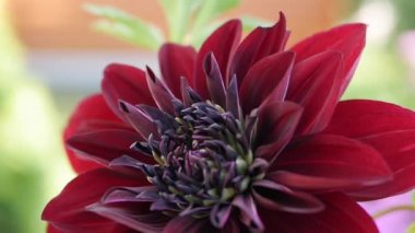 Çiçek tarlasına yakın plan güzel bir Red Dahlia çeşidi. Dalya çiçeği rüzgarda sallanıyor.