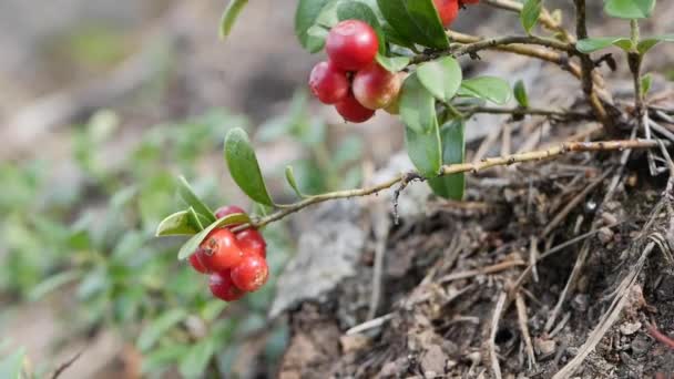Arándano rojo o Vaccinium vitis-idaea en el bosque. Primer plano de la planta de arándanos o fresas, con varios arándanos listos para cosechar. Ingredientes superalimentarios crudos y orgánicos para una alimentación saludable — Vídeo de stock