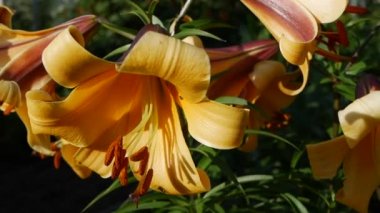 Çiçek tarhında çok güzel zambaklar var. Kaplan Zambağı ya da Lilium Lancifolium çiçekleri rüzgarda sallanıyor. Gündüz 