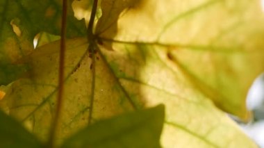 Sabah güneşleri rengarenk sonbahar yapraklarının arasından yol alırlar. Sarı yapraklı bir akçaağaç dalı.