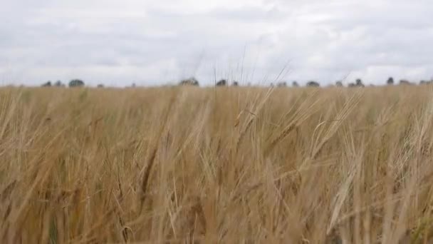 부드러운 바람에 흔들리는 밀의 귀를 흔들어 놓으라. 수확 할 준비가 된 밀 밭 — 비디오
