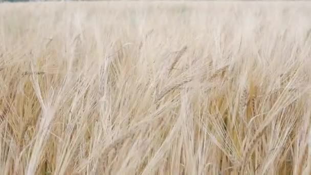 Telinga matang gandum bergoyang dari angin lembut. Ladang gandum siap panen. Close-up — Stok Video