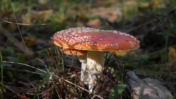Two Fly Agaric or Amanita muscaria in the autumn forest. Poisonous mushrooms. — Stock Video