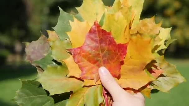 Жінка тримає букет з різнокольорових листя в руках. Осіннє листя в осінньому парку. Середня осінь, листяний, красивий пейзаж парку на задньому плані — стокове відео