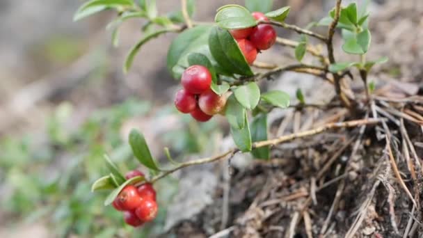 야생 유기농 lingonberry 또는 Vaccinium vitis-idaea 숲에서. 노란 베리나 카우 베리를 클로즈업하고, 수확 할 수있는 몇 개의 노란 베리가 준비되어 있다. 건강에 좋은 식품을 위한 가공 식품과 유기농 식품 — 비디오
