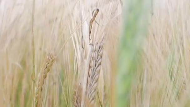 Orelhas maduras de trigo balançando do vento suave. Campo de trigo pronto para a colheita. Close-up — Vídeo de Stock