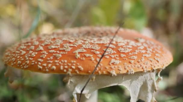 De Fly Agaric of Amanita muscaria in het najaarsbos. Giftige paddenstoelen. — Stockvideo